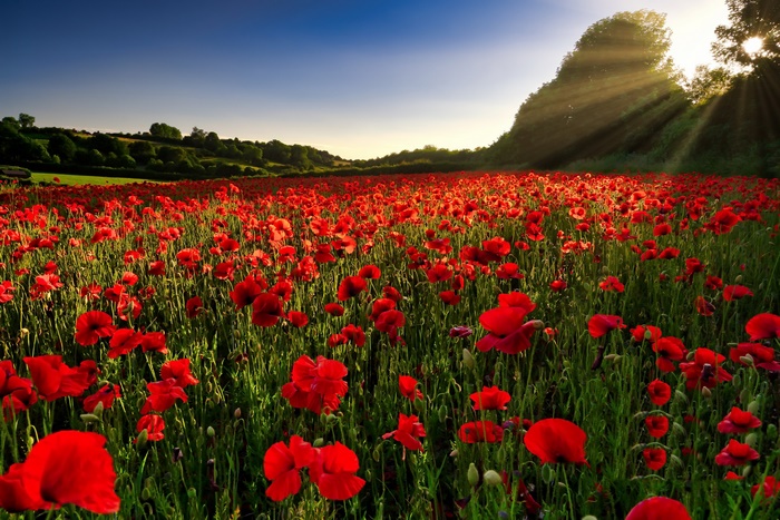 Field of red poppies with sunbeams