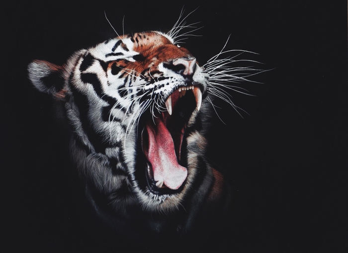 Tiger yawning with sharp teeth on a black background