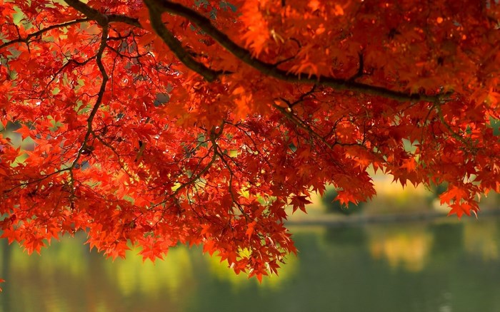 Autumn Maple Tree Leaves Over Water