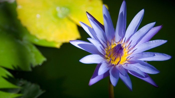 Purple water lily with yellow center