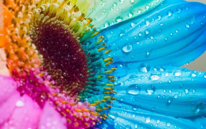 Close-up of a rainbow gerbera daisy with water droplets