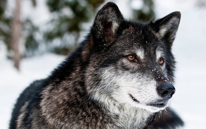 Close-up of a black wolf in the snow