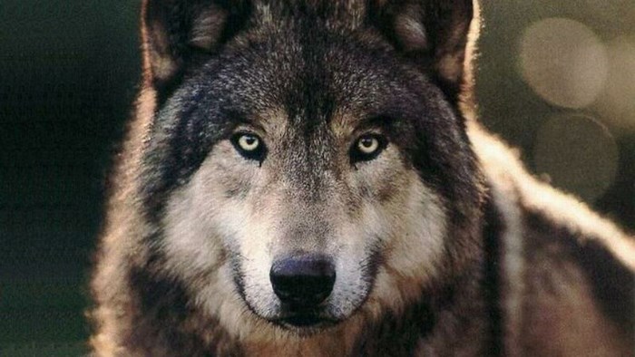 Close-up of a wolf's face