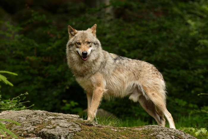 Wolf standing on a rock in a forest