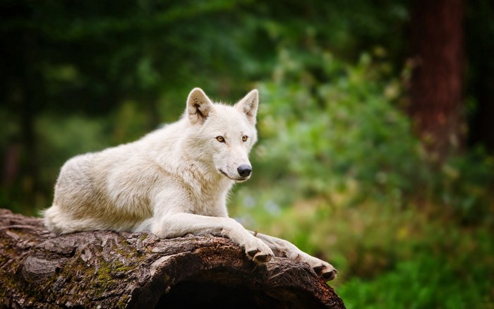 White wolf resting on a log
