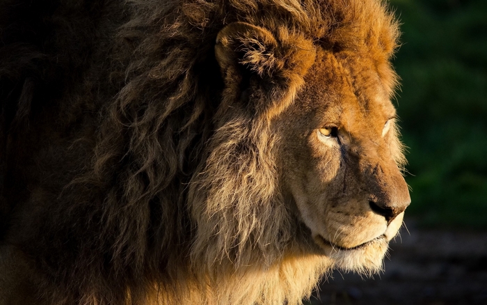 Lion with golden mane in sunlight