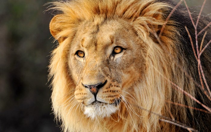 Close-up of a male lion's face