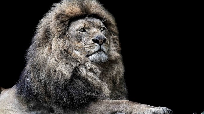 Lion with a mane on a black background