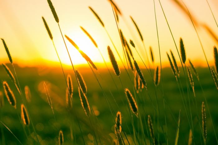 Wheat stalks in the sunset