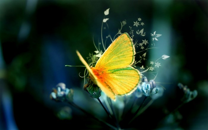 Yellow butterfly on a flower