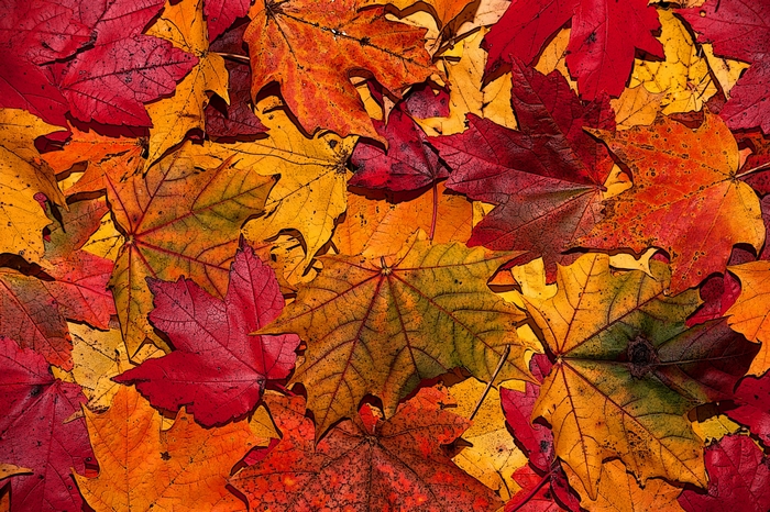 Autumn leaves in red, orange, and yellow