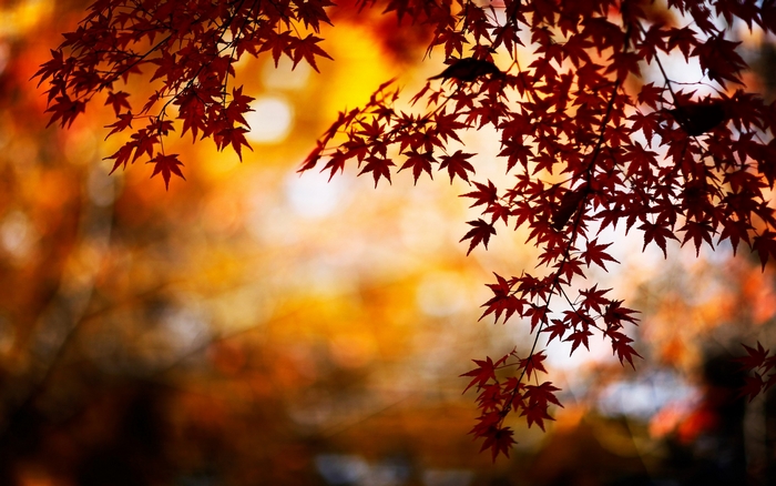 Autumn maple leaves with bokeh background