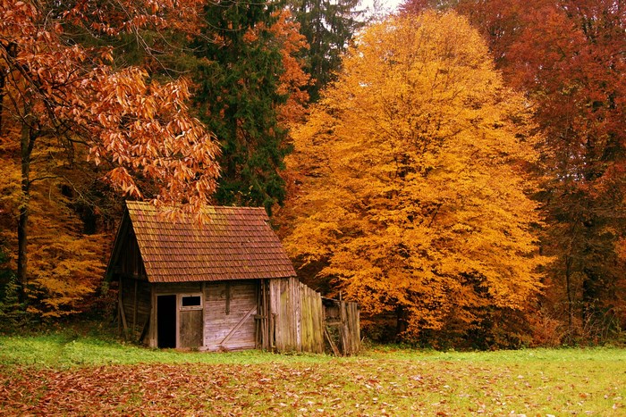 Wooden cabin in autumn forest with fallen leaves