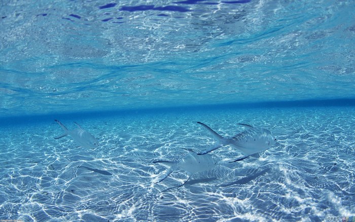 Underwater scene with fish swimming over sandy bottom