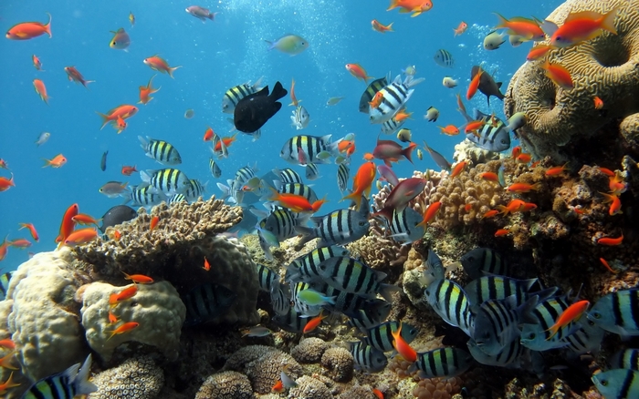 School of fish swimming around coral reef