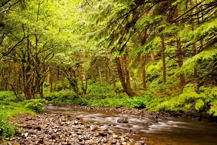 Forest with a stream