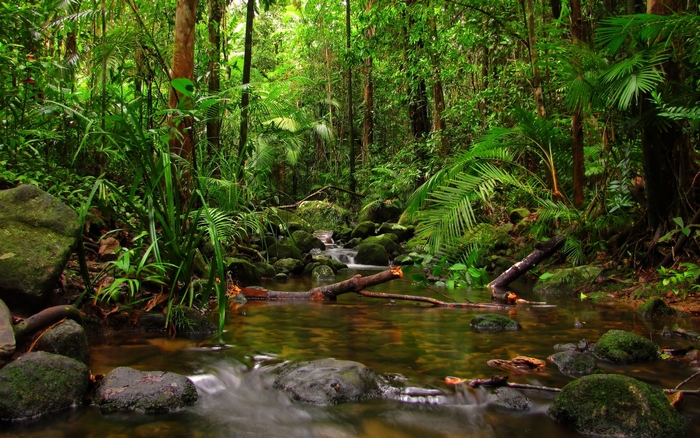 A stream flows through a dense rainforest with mossy rocks and fallen logs.