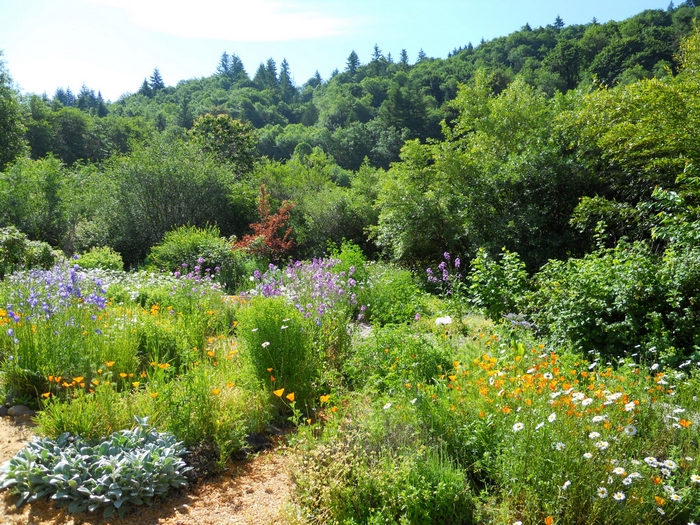 A vibrant garden with a forest in the background