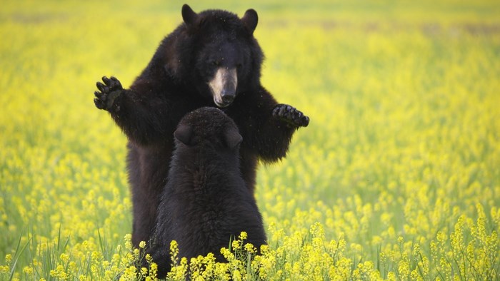 Mother and cub black bears in a field of yellow flowers