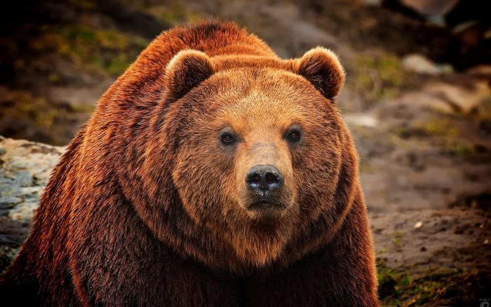 Brown Bear Close-up Portrait