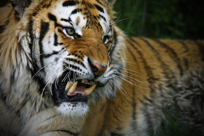 Tiger showing teeth in close-up