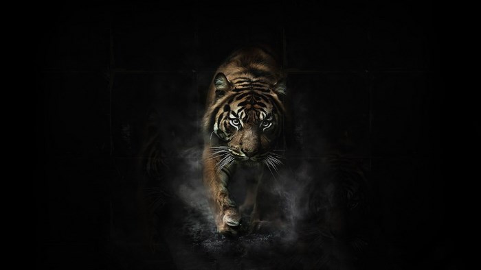 Tiger walking in smoke
