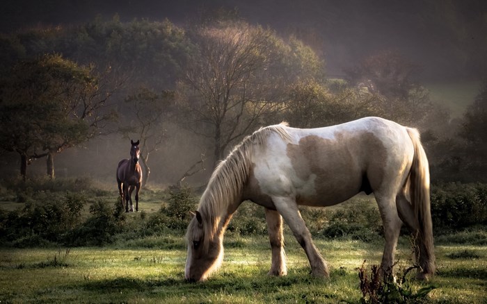 Two horses grazing in a misty forest clearing