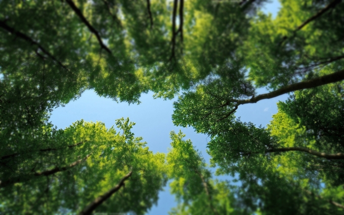 Looking up through green trees to the blue sky
