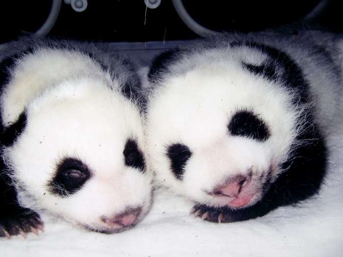 Two baby pandas sleeping