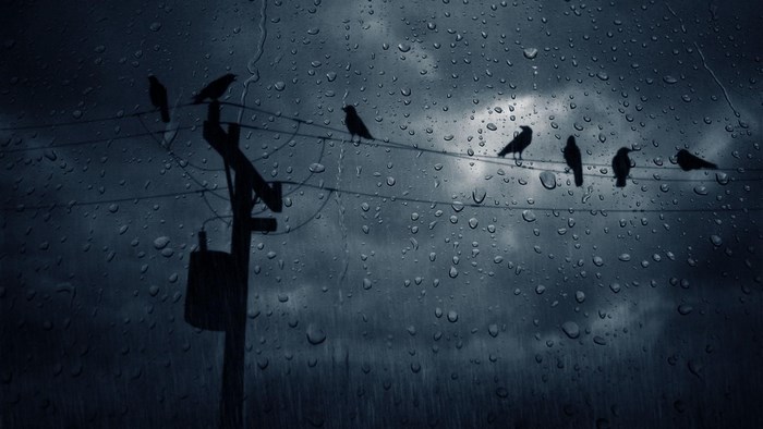 Birds Perched on Wire in Rainy Night
