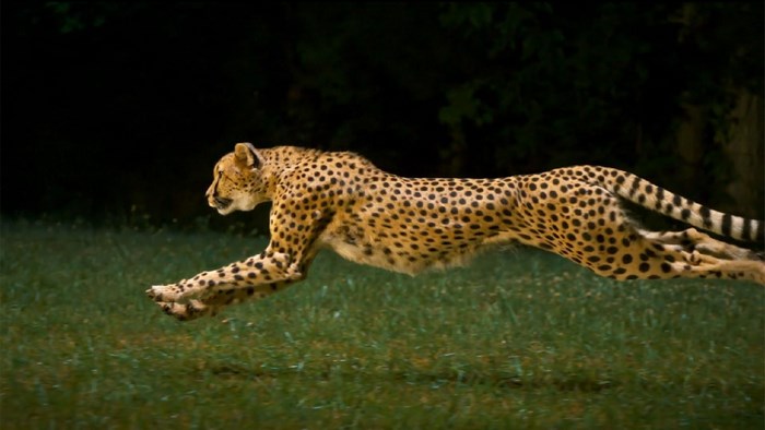 Cheetah Sprinting at Full Speed