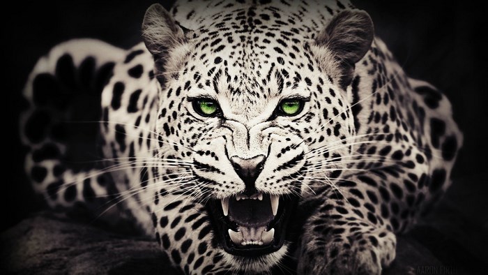 Close-up of a snarling leopard with green eyes