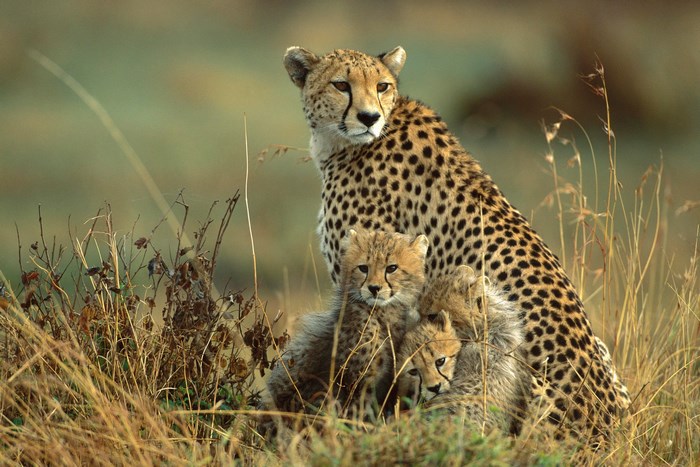 Mother cheetah with three cubs in tall grass