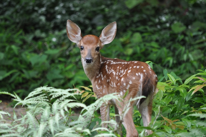 Fawn with white spots in green foliage