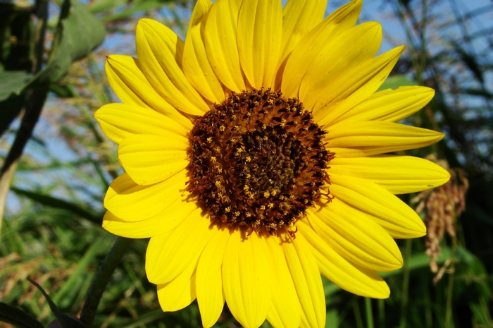 Close-up of a bright yellow sunflower