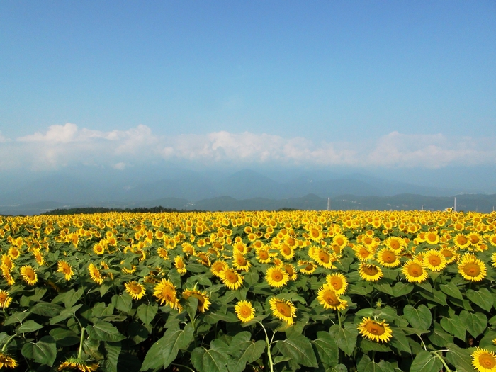 Field of Sunflowers with Mountains and Blue Sky