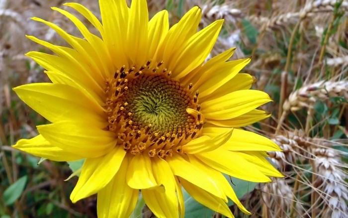 Close-up of a bright yellow sunflower in a field