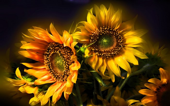 Two sunflowers with dark background
