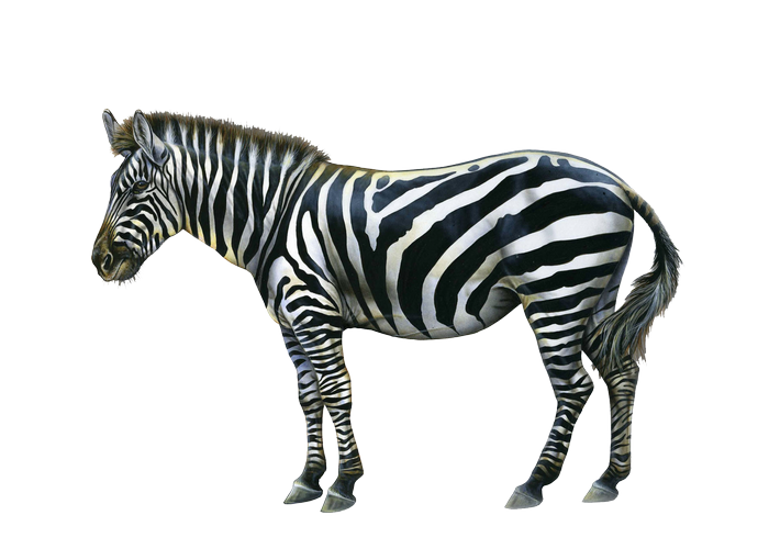 Zebra with Black and White Stripes