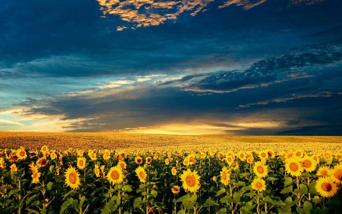 Field of Sunflowers at Sunset