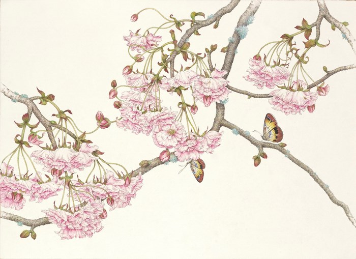 Cherry blossoms with butterflies
