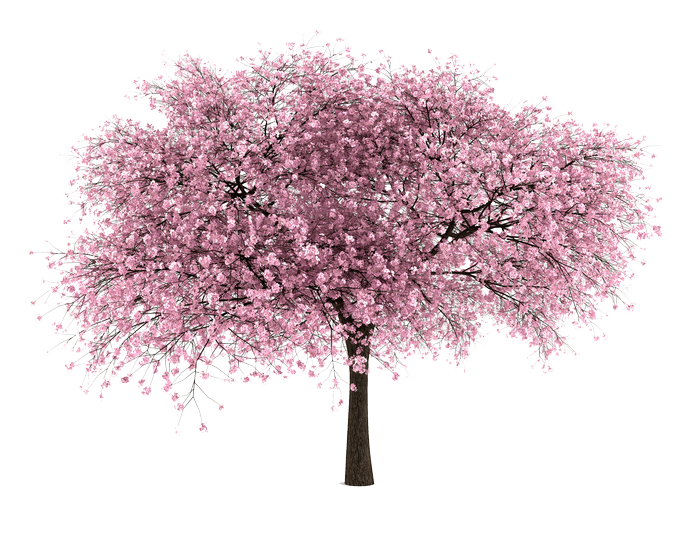 Pink cherry blossom tree