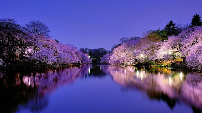 Cherry blossoms illuminated by lights over a lake at night