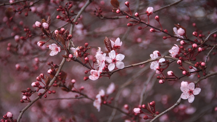 Cherry Blossom Branches with Pink Flowers
