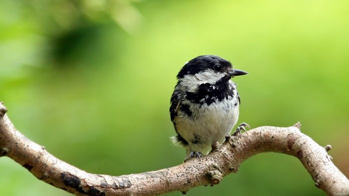 Coal tit perched on a branch