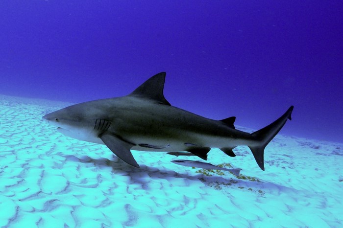 Shark swimming over sandy ocean floor