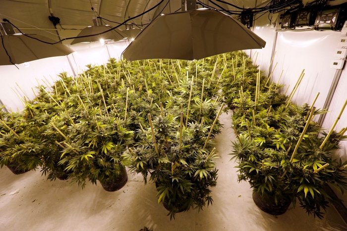 Indoor marijuana grow operation with lights
