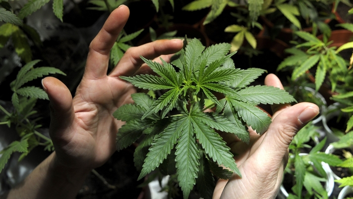 Hands holding a marijuana plant