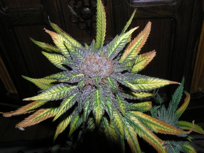 Marijuana plant with purple and yellow leaves