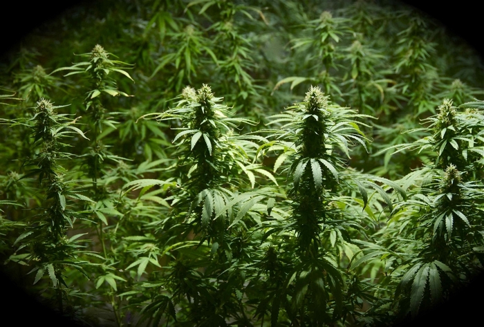 Marijuana plants growing indoors